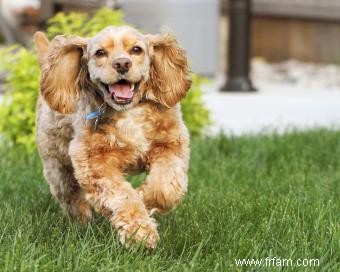 Le cocker américain est-il le chien de famille idéal ? 