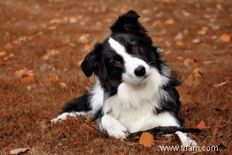 Le Border Collie est-il le compagnon canin qu il vous faut ? 