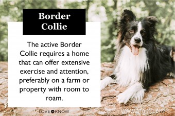 Le Border Collie est-il le compagnon canin qu il vous faut ? 