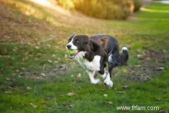 Le Border Collie est-il le compagnon canin qu il vous faut ? 