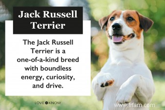 Caractéristiques et tempérament du Jack Russell Terrier 