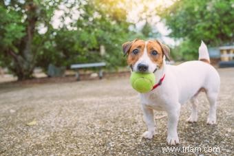 Caractéristiques et tempérament du Jack Russell Terrier 