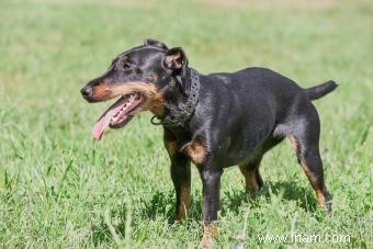 Profil de race Jagdterrier :vif, déterminé et adorable 