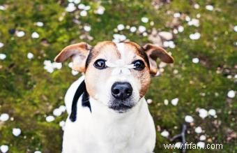 Terrier japonais :une race brillante avec une personnalité audacieuse 