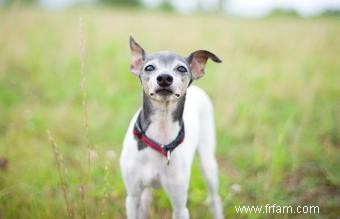 Terrier japonais :une race brillante avec une personnalité audacieuse 