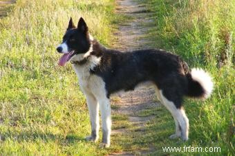 Aperçu et photos de la race de chien d ours de Carélie 