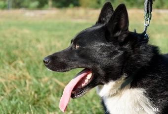 Aperçu et photos de la race de chien d ours de Carélie 