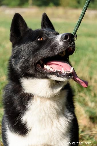 Aperçu et photos de la race de chien d ours de Carélie 