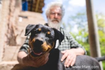 Faits clés de Rottweiler à noter à propos de cette race 