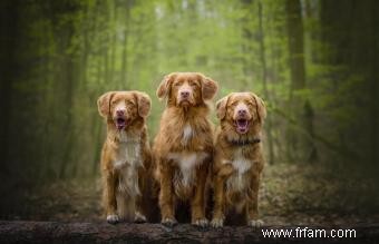 Caractéristiques clés du Duck Tolling Retriever de la Nouvelle-Écosse (avec photos) 