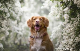 Caractéristiques clés du Duck Tolling Retriever de la Nouvelle-Écosse (avec photos) 