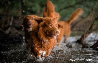 Caractéristiques clés du Duck Tolling Retriever de la Nouvelle-Écosse (avec photos) 