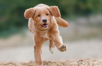 Caractéristiques clés du Duck Tolling Retriever de la Nouvelle-Écosse (avec photos) 