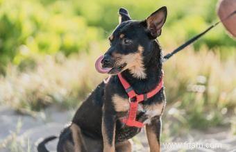 Lancashire Heeler :Une petite race vive et pleine de charme 