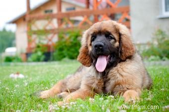 Profil de chien Léonberg :Plus de peluches qu il n y paraît 