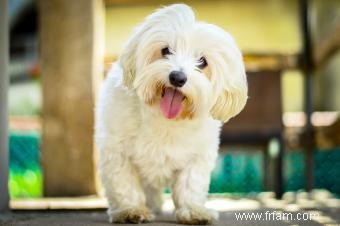 Liste des races de petits chiens moelleux 