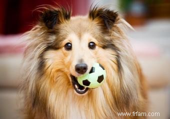 Liste des races de petits chiens moelleux 