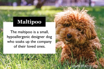 Maltipoo Designer Cross 101 :Qui sont ces adorables chiots ? 