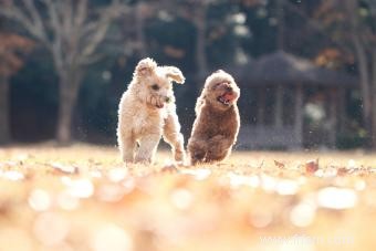 Maltipoo Designer Cross 101 :Qui sont ces adorables chiots ? 