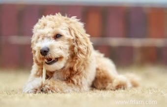 Maltipoo Designer Cross 101 :Qui sont ces adorables chiots ? 