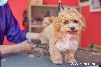 Maltipoo Designer Cross 101 :Qui sont ces adorables chiots ? 