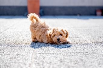 Maltipoo Designer Cross 101 :Qui sont ces adorables chiots ? 