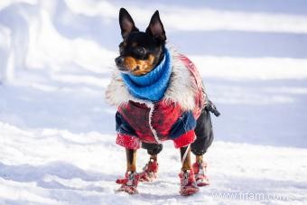 Présentation du Manchester Terrier :une race brillante et aventureuse 