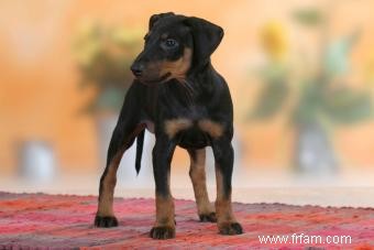 Présentation du Manchester Terrier :une race brillante et aventureuse 