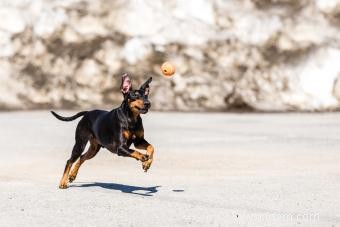 Présentation du Manchester Terrier :une race brillante et aventureuse 