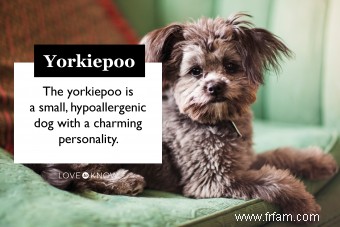 Rencontrez l adorable hybride Yorkie Poo 