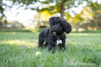 Rencontrez l adorable hybride Yorkie Poo 