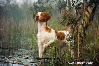 Rencontrez l épagneul breton :un favori des chiens sportifs 