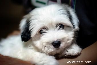 Rencontrez le Coton de Tulear:Un ajout canin joyeux 