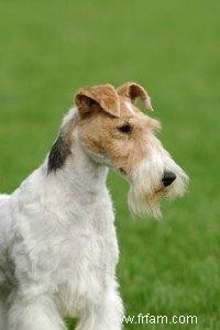 Rencontrez le divertissant Wire Fox Terrier 