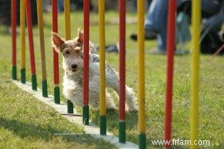 Rencontrez le divertissant Wire Fox Terrier 