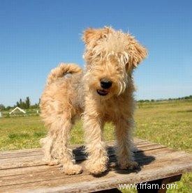 Rencontrez le Lakeland Terrier sortant 