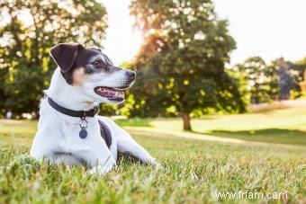 Rencontrez le Rat Terrier :un adorable compagnon pour votre famille 