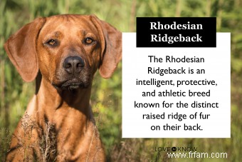 Rencontrez la race Rhodesian Ridgeback (qu est-ce qui la rend unique?) 