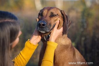 Rencontrez la race Rhodesian Ridgeback (qu est-ce qui la rend unique?) 