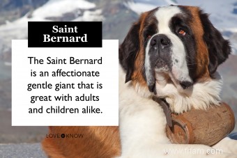 Rencontrez le Saint-Bernard :votre guide pour ces gentils géants 