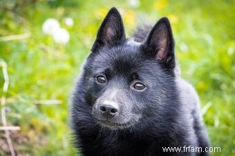 Rencontrez le Schipperke :intelligent, curieux et dévoué 