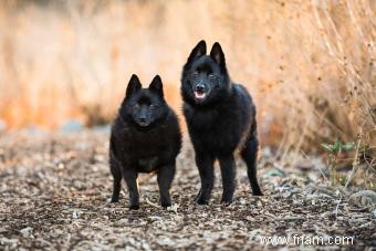 Rencontrez le Schipperke :intelligent, curieux et dévoué 