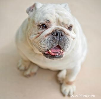 Bulldogs anglais miniatures :qu est-ce qui les rend uniques ? 