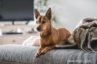 Profil de race Pinscher nain (un petit chiot avec beaucoup de charisme) 