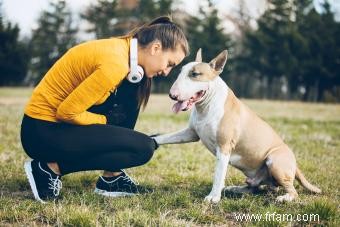 Traits les plus courants de la race Bull Terrier (est-ce bon pour vous?) 