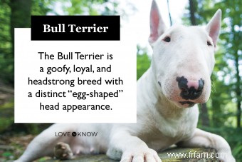 Traits les plus courants de la race Bull Terrier (est-ce bon pour vous?) 