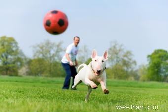 Traits les plus courants de la race Bull Terrier (est-ce bon pour vous?) 