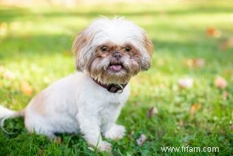 Aperçu du Shih Tzu et de ce qui rend cette race de jouet unique 