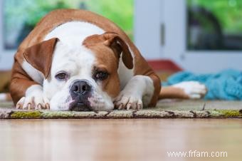 Guide du propriétaire du bouledogue américain classique 