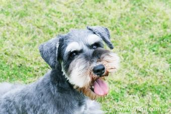 Manuel du propriétaire sur les traits et la santé du Schnauzer nain 